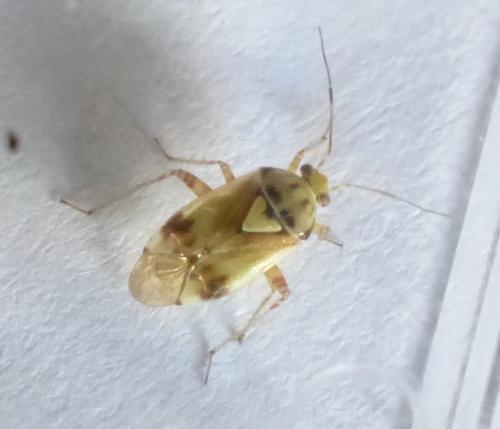 Lygus sp.